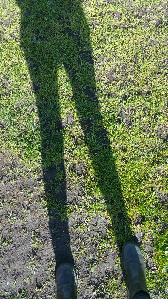 spring leg shadow