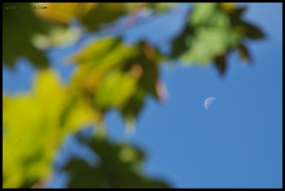 Harvest Moon in the Morning, Last Quarter