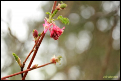 9703-red-currant-bokeh First Flowering of Spring
