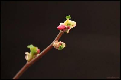 9707-red-flowering-currant-bud Buds opening up on Red-Flowering Currant